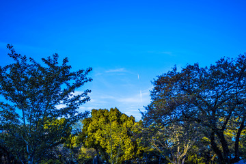 Sky trees
