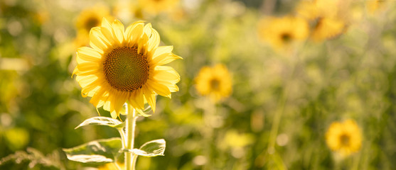 Modèle de site Web de champ de fleur de soleil