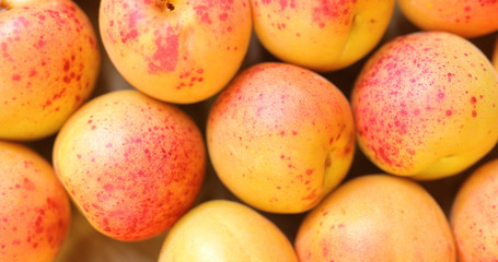 Many apricots, top view
