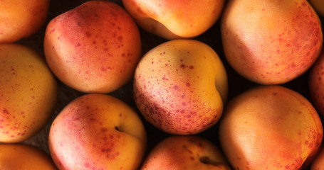 Many apricots, top view