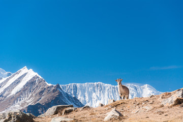 Female Bharal or Himalayan Blue Sheeps (Pseudois Nayaur) from the way to Ice Lake with Tilicho Peak in background, Munchi, Annapurna Circuit Trek, Nepal