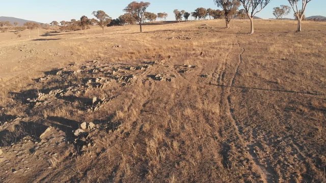 Kangaroos in outback Australia dry bush farming country aerial drone footage