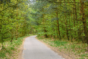 Asphalt road leading through the forest during spring