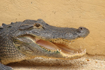 alligator