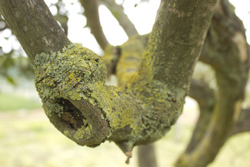 Close up view of green and yellow lichen on a tree surface