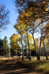 Aspens changing color, Flagstaff, Arizona