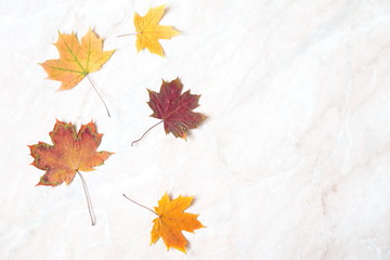 Autumn composition. Border made of beautiful autumn dried leaves on a light background. Flat lay, top view, copy space 