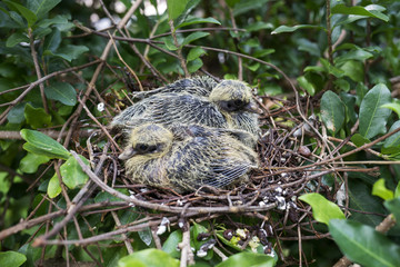 Bird's nest