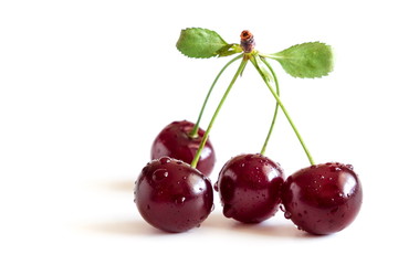 Cherry with leaves isolated on white background. 