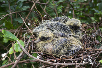 Bird's nest