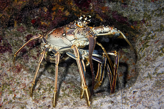 Coy Lobster - Nassau, Bahamas