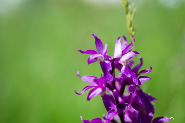 Fototapeta na wymiar Flower in the Forest