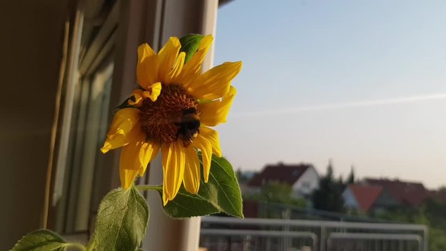 Hummel geniesst die morgensonne
