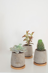 Succulent plants and cactus in concrete pots Modern trendy room decoration concept White background Copy space