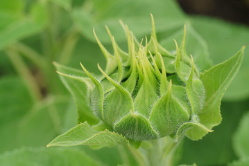 Green bud sunflower close up