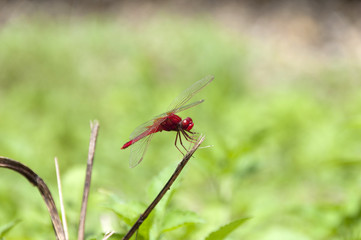 赤トンボ（タイリクショウジョウトンボ）