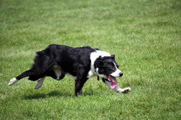 Sheep dog or Border Collie, also known as a Scottish Sheepdog,with distinctive black and white coat, running over grass at speed with its tongue out