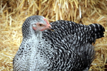 Barred Plymouth Rock hen with distinctive black and white feathers, on straw bales