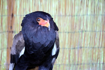 Portrait of a Bataleur Eagle (Terathopius Ecaudatus) with its distinctive black ruff and orange hooked beak