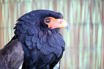 Portrait of a Bataleur Eagle (Terathopius Ecaudatus) with its distinctive black ruff and orange hooked beak