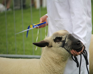 Close up of the head of a Shropshire sheep with its handler holding a winners rosette