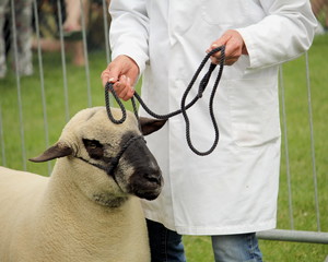 Head of a Shropshire sheep being led by its handler on a rope bridle