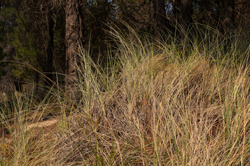 Native grasses growing amongst pine trees