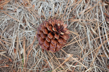 Single pine cone lying on top of fallen pine needles