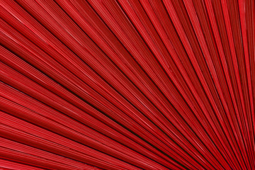 Fototapeta premium red closeup palm tree leaf