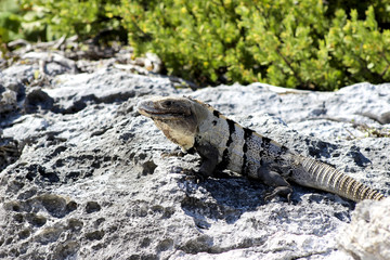 Iguana al sol