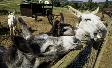Farm donkeys