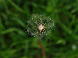 The latest dandelion seeds waiting next wind