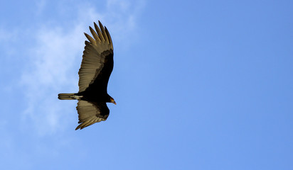 Ave volando