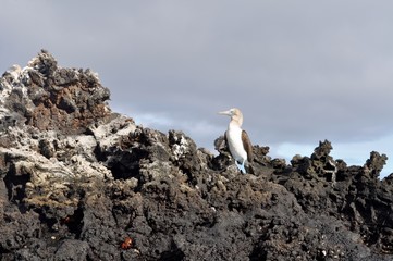 Blue footed booby in Ecuador