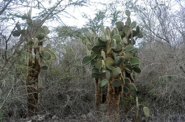 Fototapeta premium Galapagos lava cactus tree