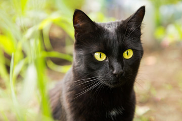 Black cat portrait