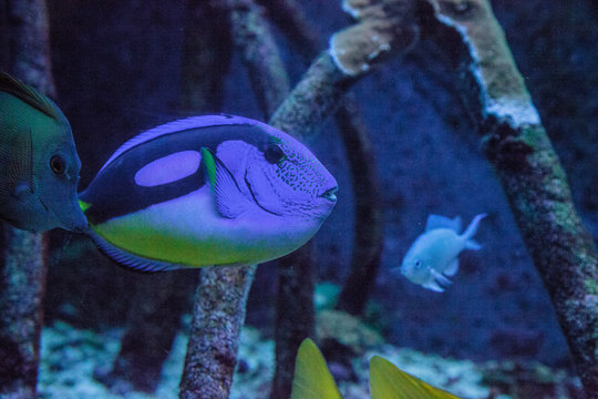 Royal Tang