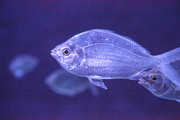 Clear Blue green chromis Chromis viridis