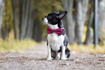 Cute chihuahua dog in bow-tie. Portrait of black and white chihuahua outdoors. Close up portrait.