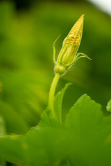 Flower os Zucchini (Cucurbita pepo) plant