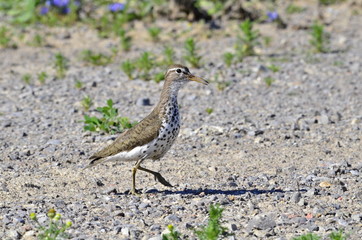 Spotted Sandpiper