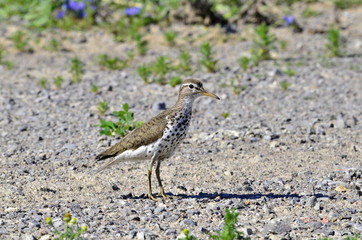 Spotted Sandpiper
