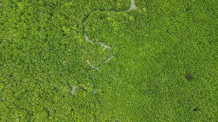 aerial view landscape of Tree or forest , Krabi Thailand.