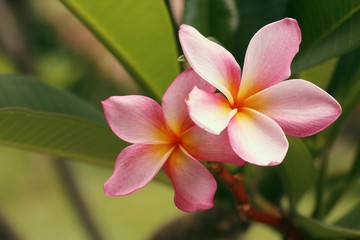 Tropical flowers pink frangipani