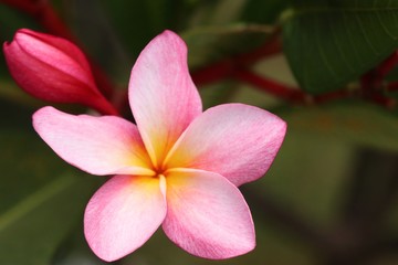 Fototapeta na wymiar Tropical flowers pink frangipani