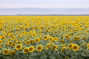 Fototapeta premium Sunflower Field in Bloom. Dixon, Solano County, California, USA.