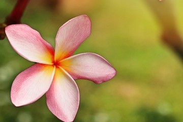 Fototapeta premium Tropical flowers pink frangipani