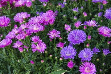 Pink and purple aster flowers in the garden