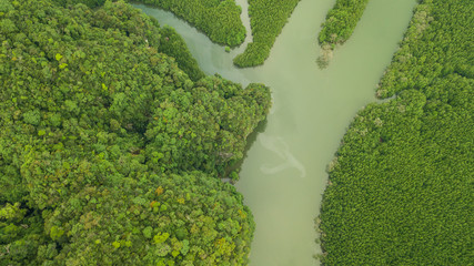 aerial view landscape of Tree or forest , Krabi Thailand.