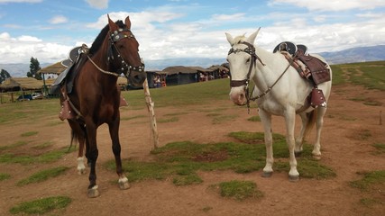 Caballos de paseo en Ayacucho, Per&uacute;